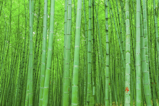 竹子竹林