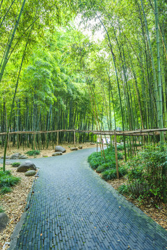 竹子竹林