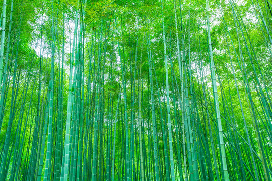 竹林竹子