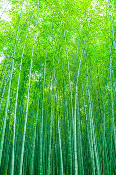 竹林竹子
