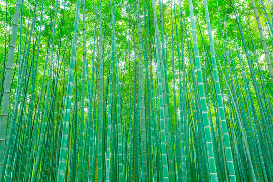 竹林竹子