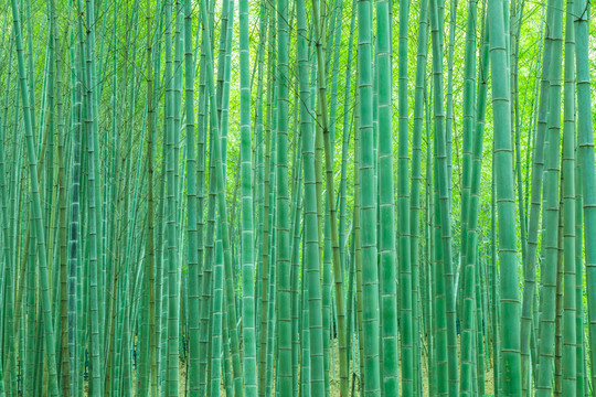 竹林竹子