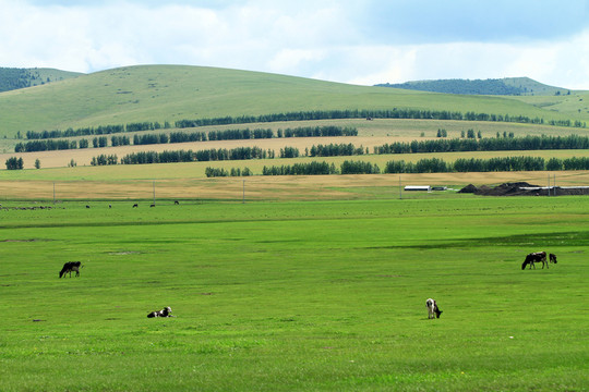 農(nóng)田防護林風(fēng)景
