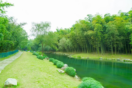 竹子竹林