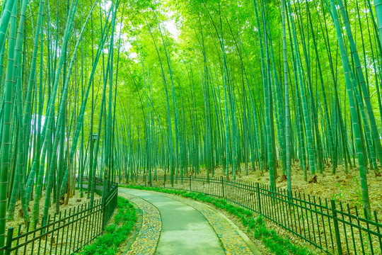竹子竹林