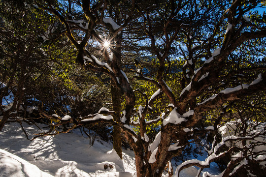 轎子雪山高山杜鵑林風(fēng)光