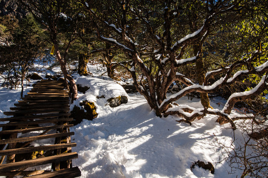 轎子雪山高山杜鵑林風(fēng)光