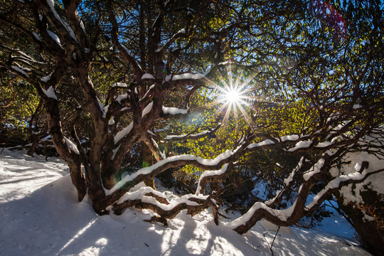 轎子雪山高山杜鵑林風(fēng)光