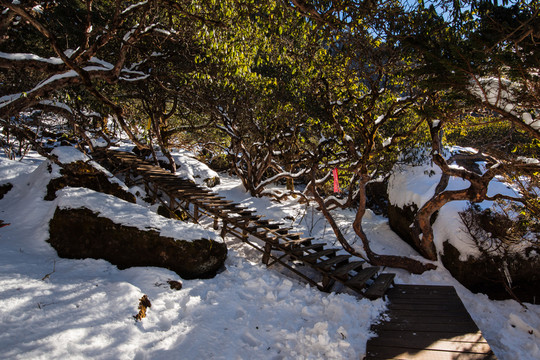 轎子雪山高山杜鵑林風(fēng)光