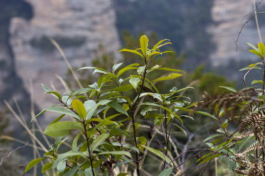 張家界 武陵源 著名景點(diǎn) 旅游