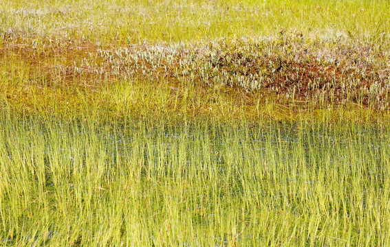 沼泽地上的草和苔藓