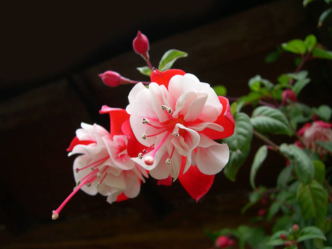 粉紅和白色的花
