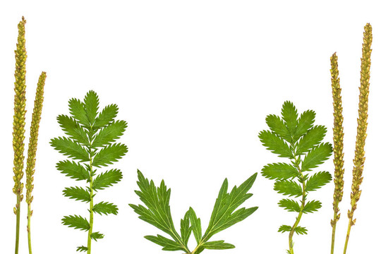 花框