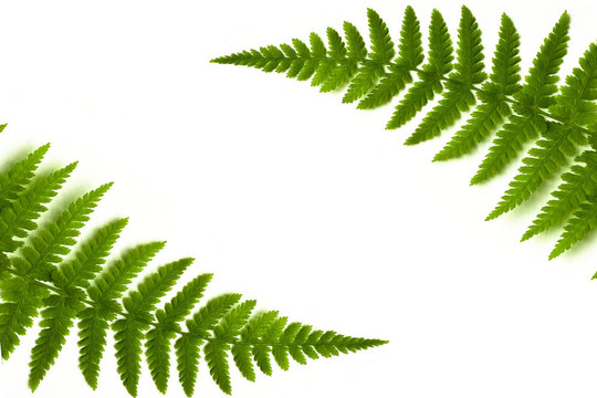 蕨類植物的框架