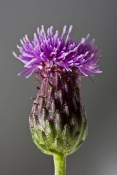 薊