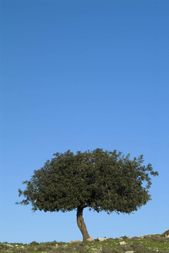 橡樹和藍色sky_1