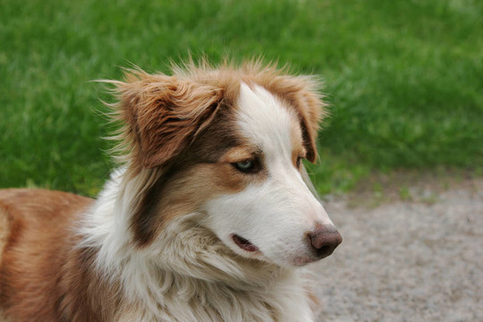 蕓石色的牧羊犬