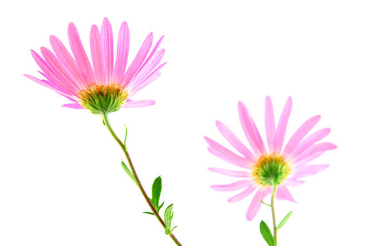 粉紅色的非洲菊