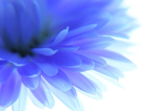 藍(lán)色的花