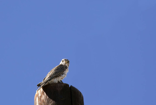 喂養(yǎng)草原獵鷹