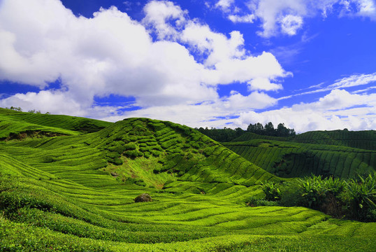 卡梅倫高原茶園