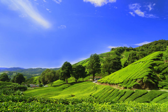 卡梅倫高原茶園場(chǎng)