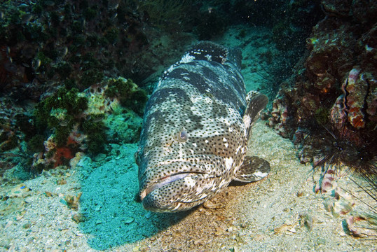 馬鈴薯石斑魚休息