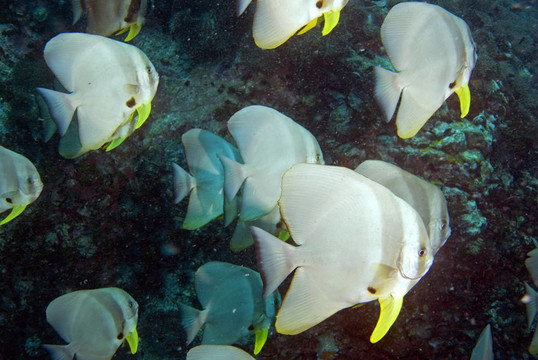 在移動的蝙蝠魚