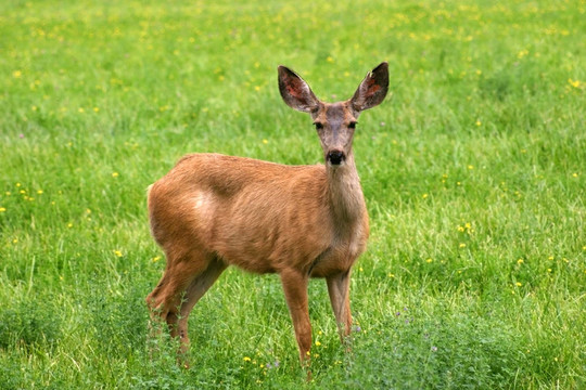 穆樂德耳（Odocoileus hemionus）