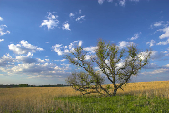 農(nóng)場(chǎng)的土地