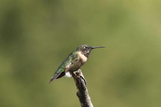 蜂鳥簡介