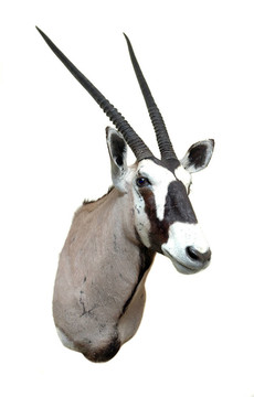 標(biāo)本山- Oryx