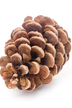 松樹(shù)的球果