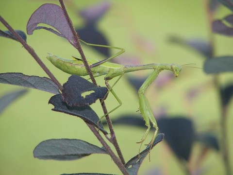 螳螂2