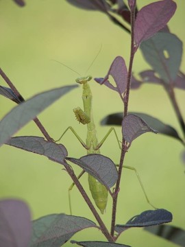 螳螂3