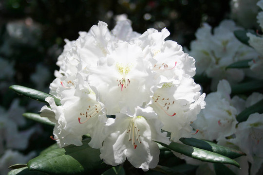 盛開(kāi)的杜鵑花