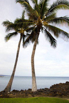 夏威夷棕櫚和Beach