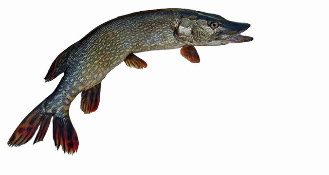 白斑狗魚(yú)