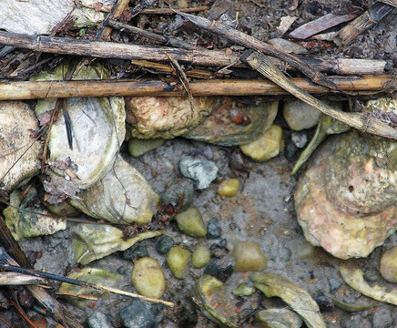 藤壺和marshlife
