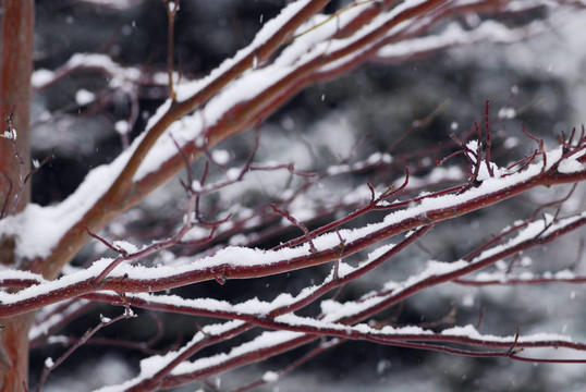 冰雪覆蓋的樹枝