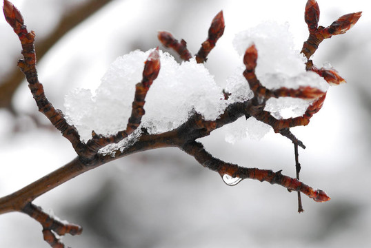 雪覆蓋的樹(shù)枝