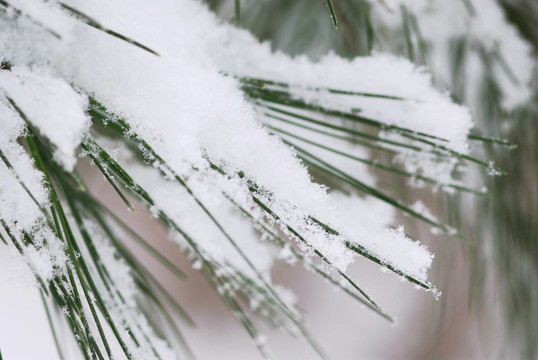 松針上的雪