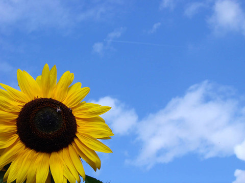 sunflower1