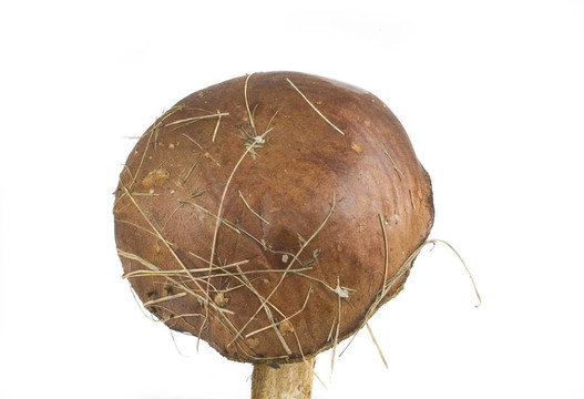 懷爾德蘑菇