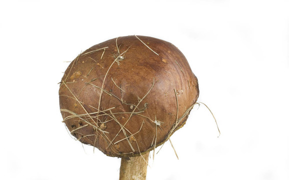 懷爾德蘑菇