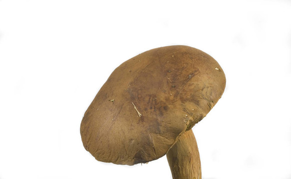 懷爾德蘑菇