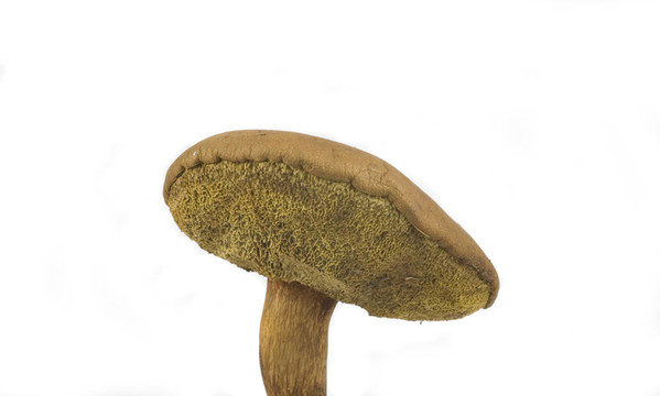 懷爾德蘑菇