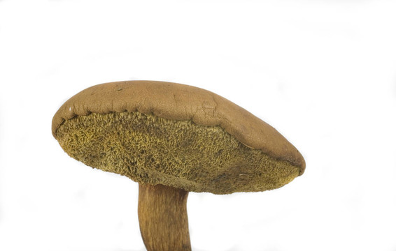 懷爾德蘑菇