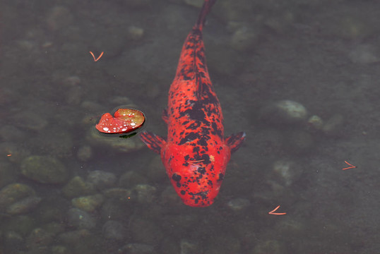錦鯉魚