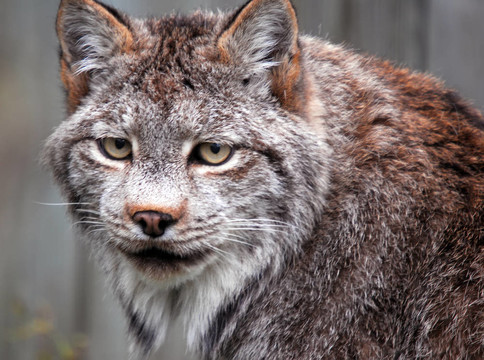 加拿大猞猁（Lynx canadensis）